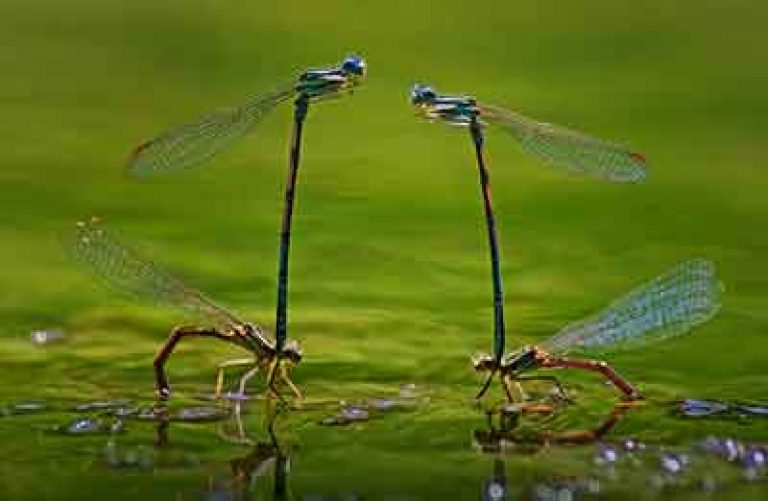 40+ Remarkable Macro Photography