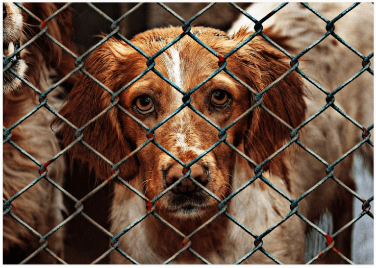 benefits of electrical dog fence