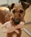 How to Stop Dogs from Destructive Chewing